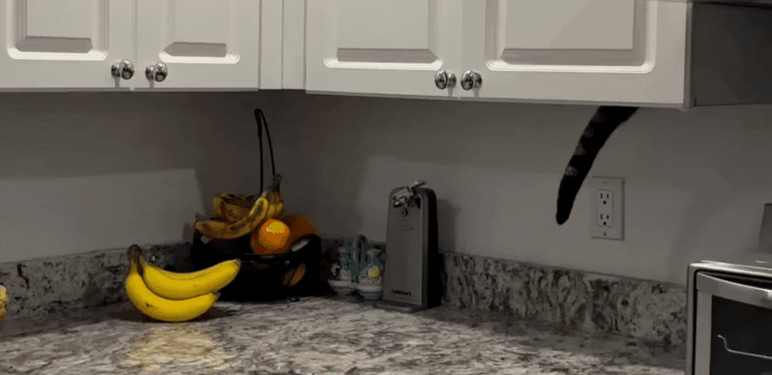 Mačak usred krađe iz kuhinjskog ormarića