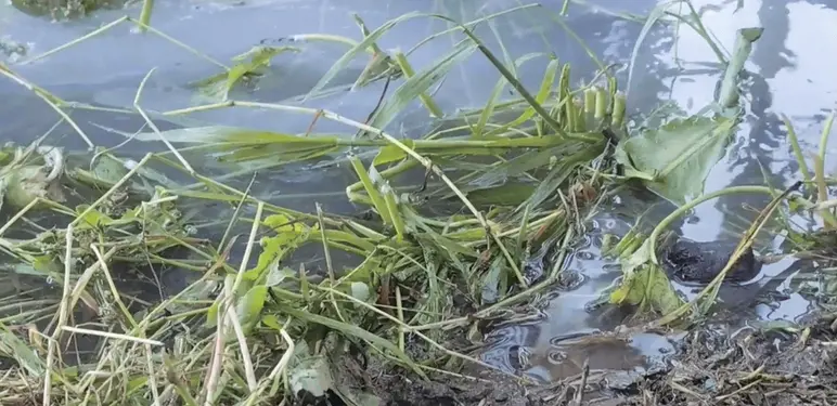 Otpadna voda u staklenci pri eksperimentu