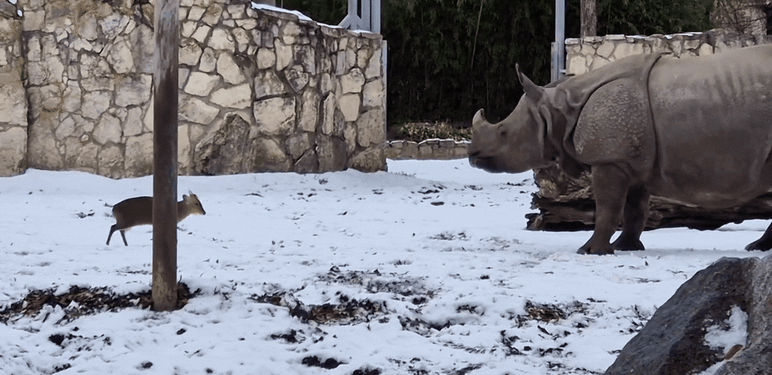 Mali jelen protiv nosoroga u poljskom u zoološkom vrtu