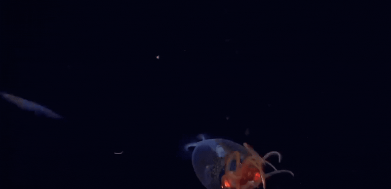 Mlada divovska lignja u svom prirodnom staništu