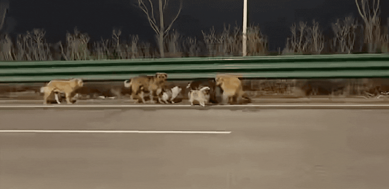 Neobični psi u bijegu od otimača u Kinu