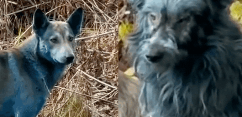 Plavi psi u Černobilu