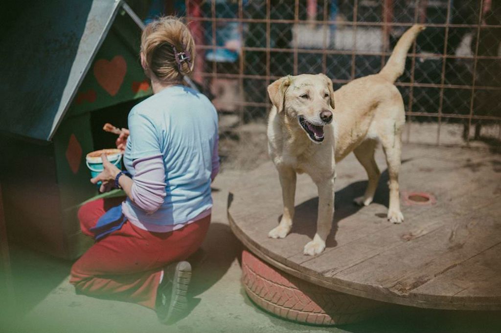 Udruga Pobjede iz Osijeka svake godine organizira proslavu Praznika rada u azilu za pse - 1