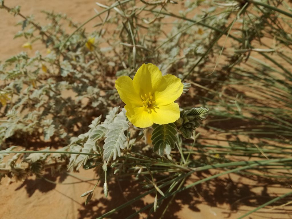 Pustinjski cvijet