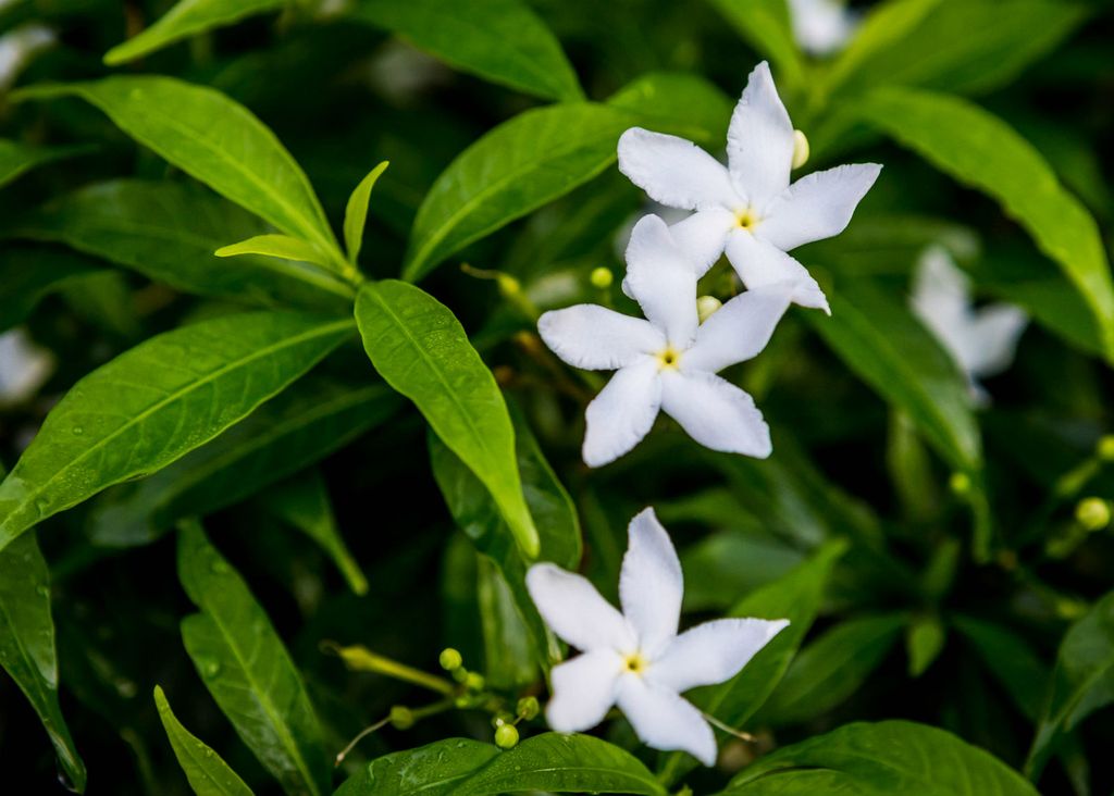 Španjolski jasmin
