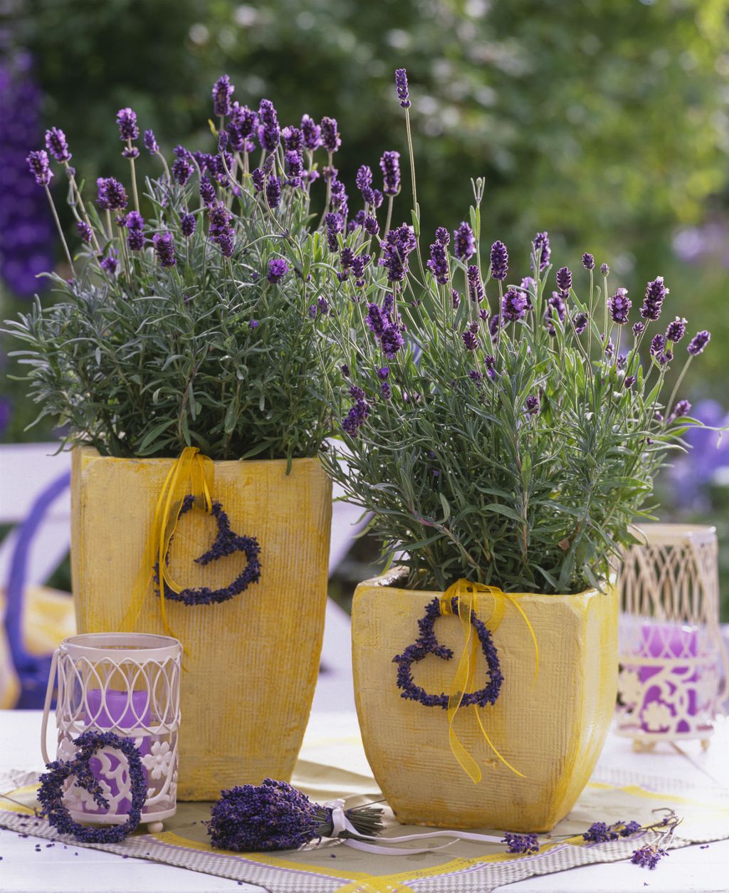 Lavanda
