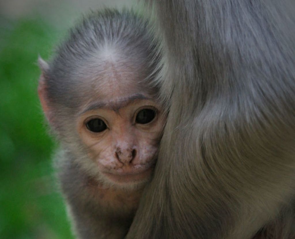 Beba majmun