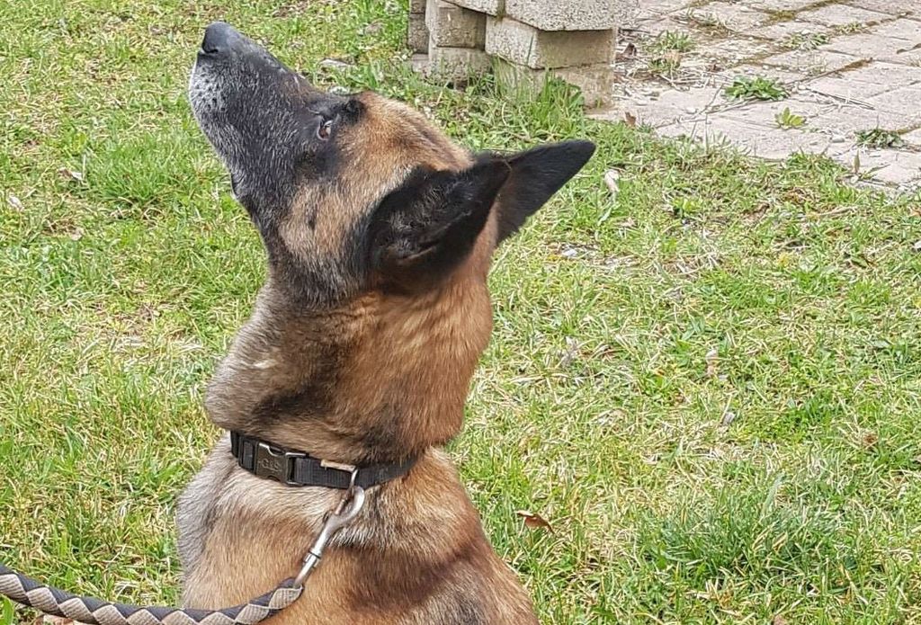 Belgijska ovčarka Alfa iz Dumovca treba našu pomoć - 8