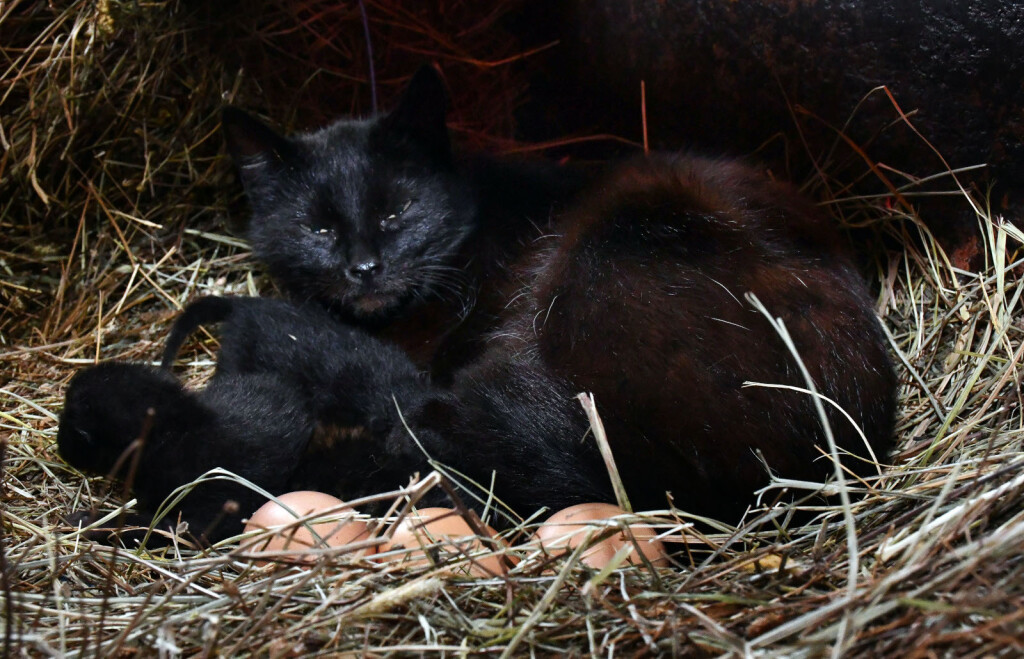Mačka Crna u kokošinjcu čuva jaja - 5