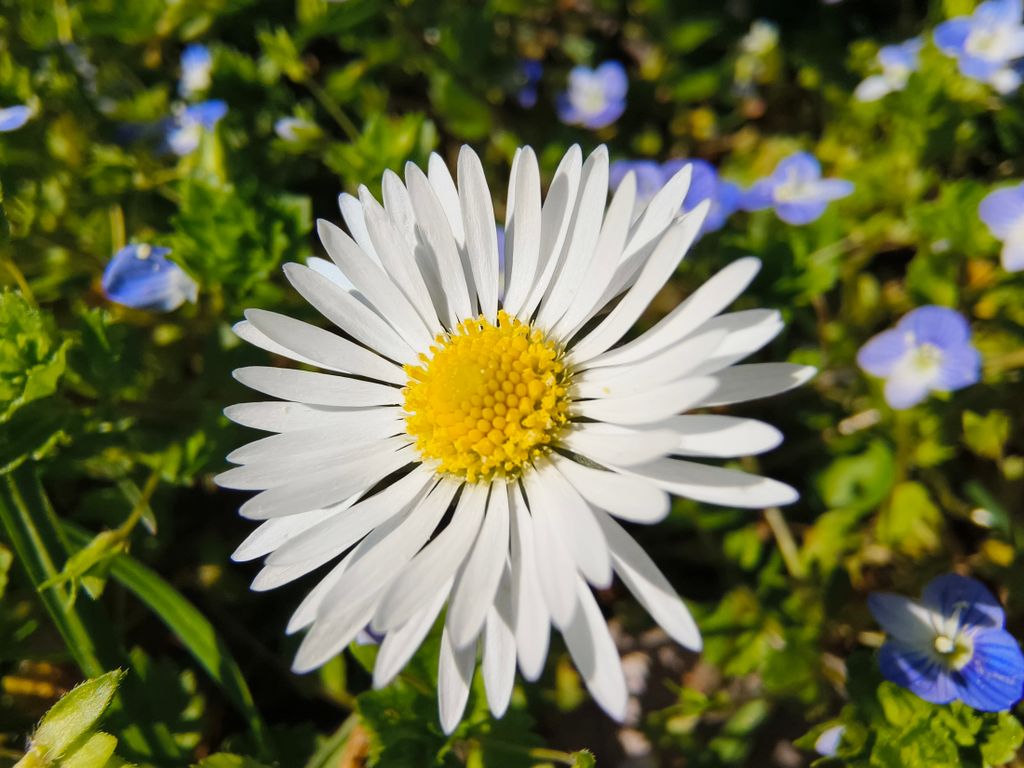 Slikano sa Vivo X90 Pro_2 - 8