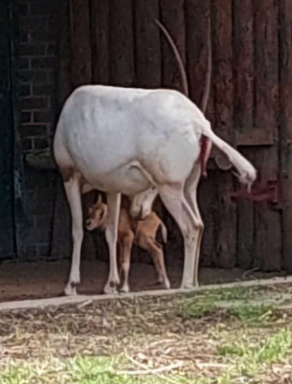 U Zoološkom vrtu Grada Zagreba na svijet je došlo žensko mladunče sabljorogog oriksa - 3