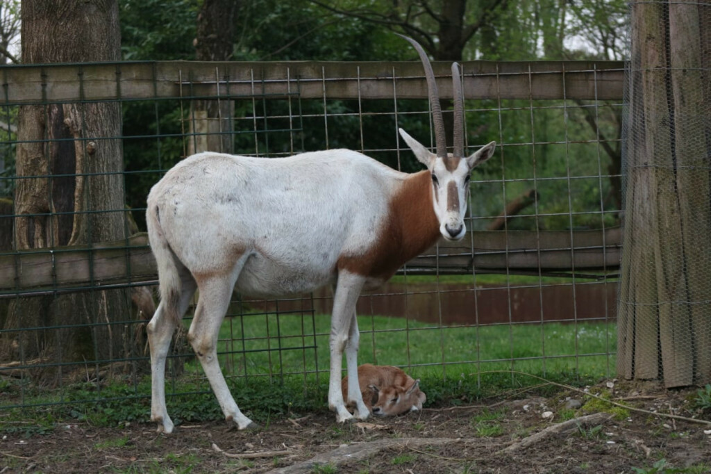 U Zoološkom vrtu Grada Zagreba na svijet je došlo žensko mladunče sabljorogog oriksa - 4