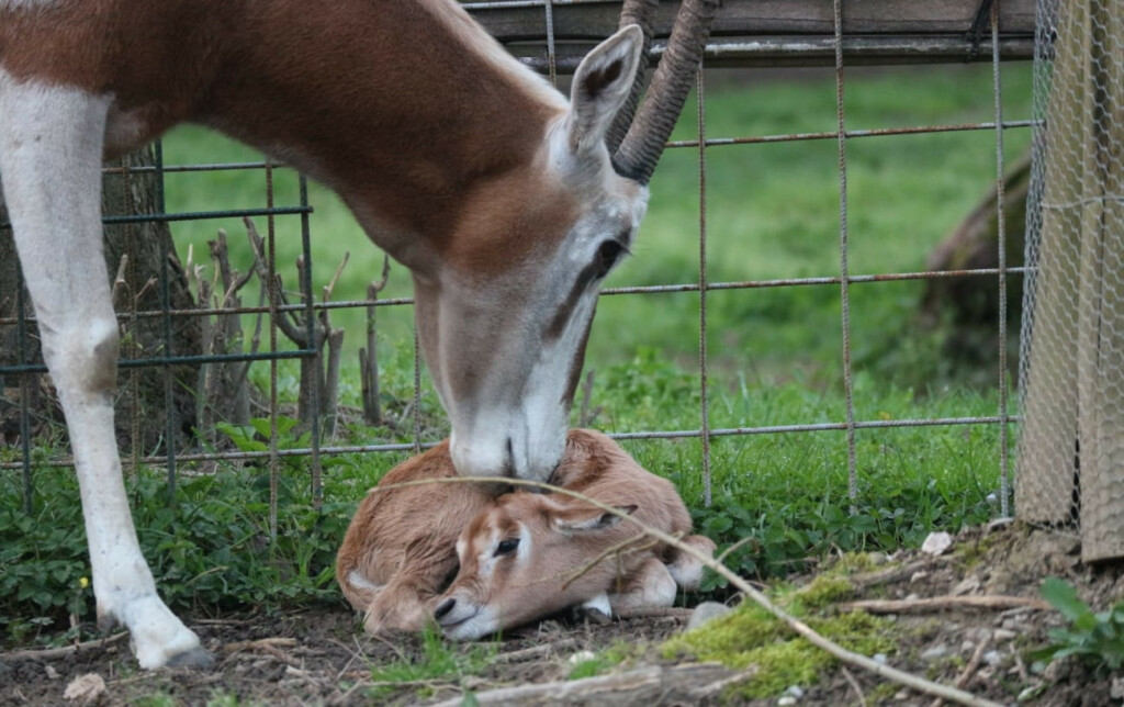U Zoološkom vrtu Grada Zagreba na svijet je došlo žensko mladunče sabljorogog oriksa - 5