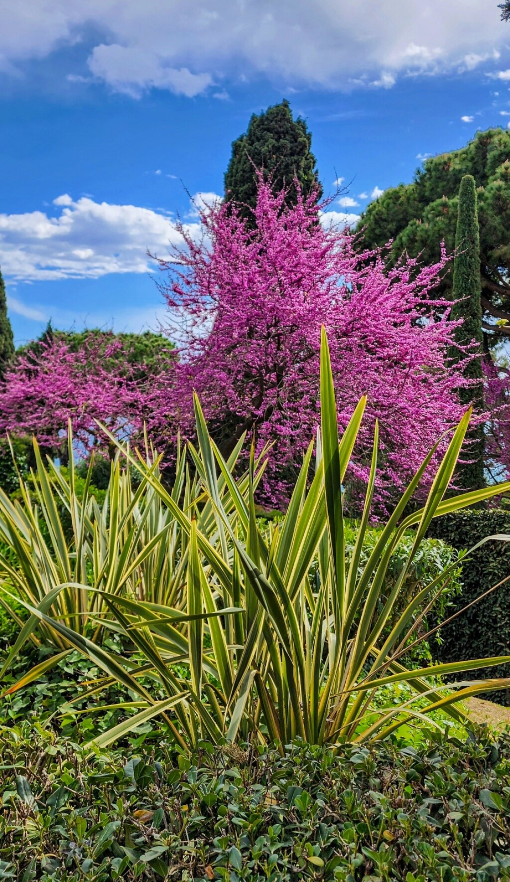 Upravo zato što cvjeta oko Uskrsa, mnogi će njegovo ime povezati s Judom Iškariotski