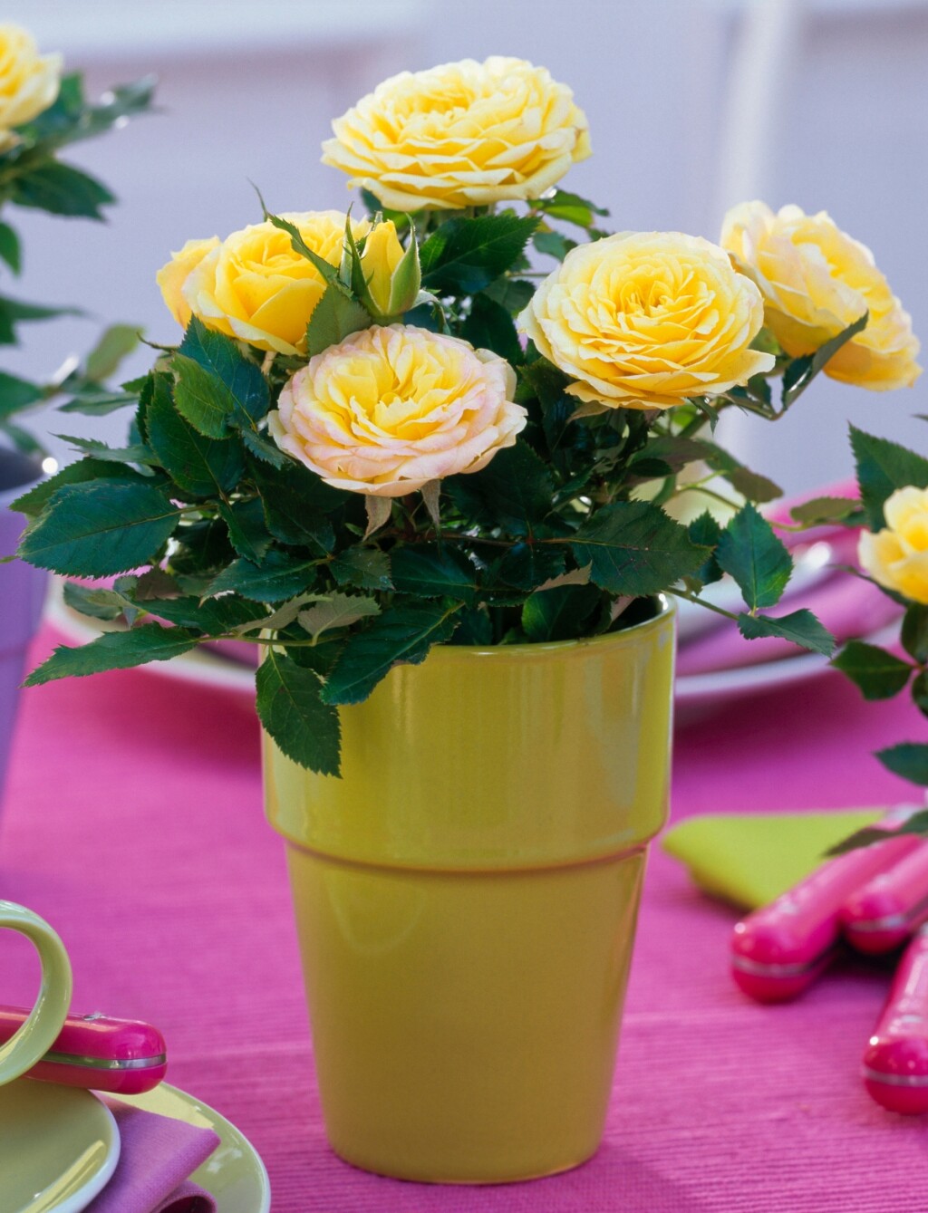 Žute mini ruže