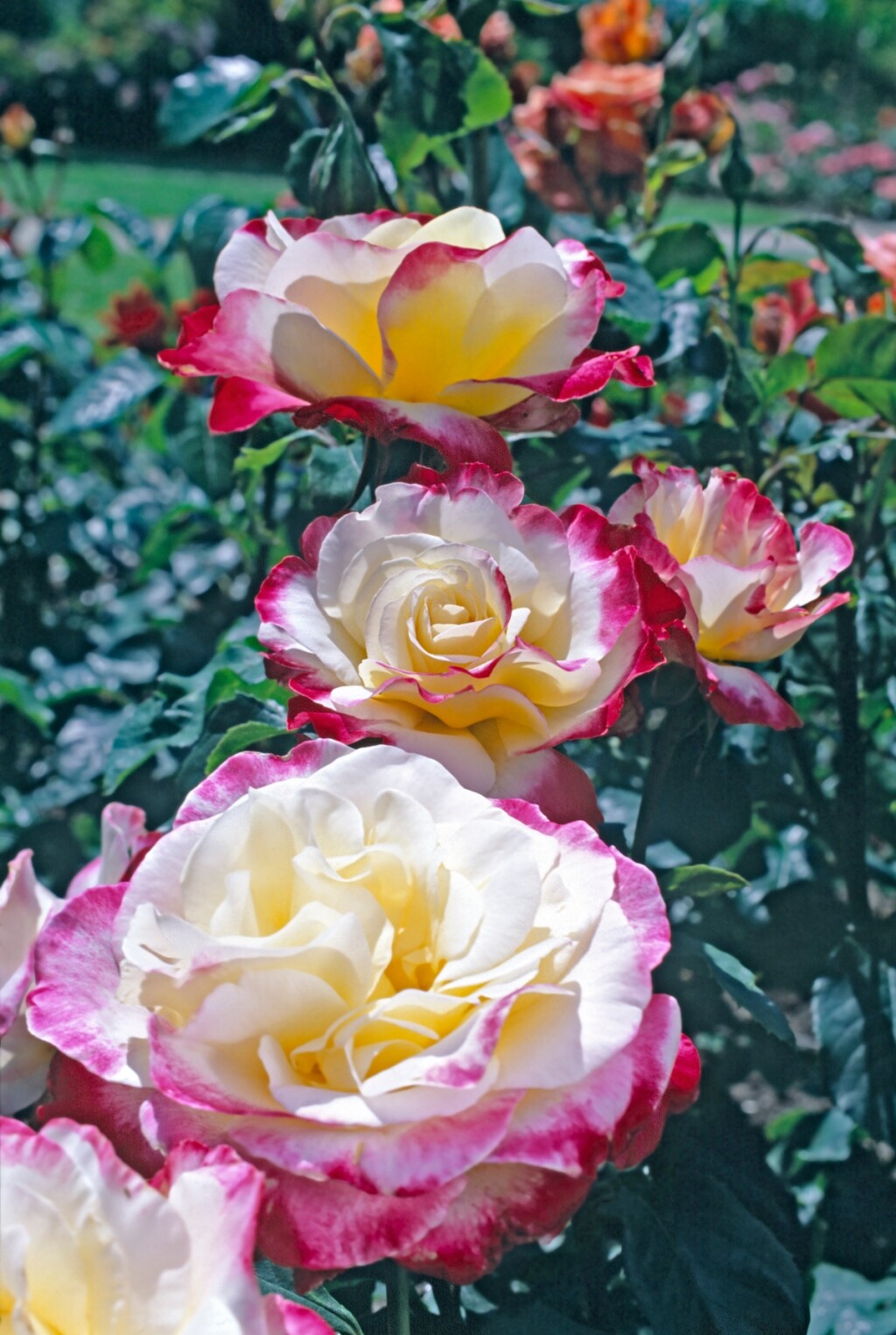 Double Delight ruža