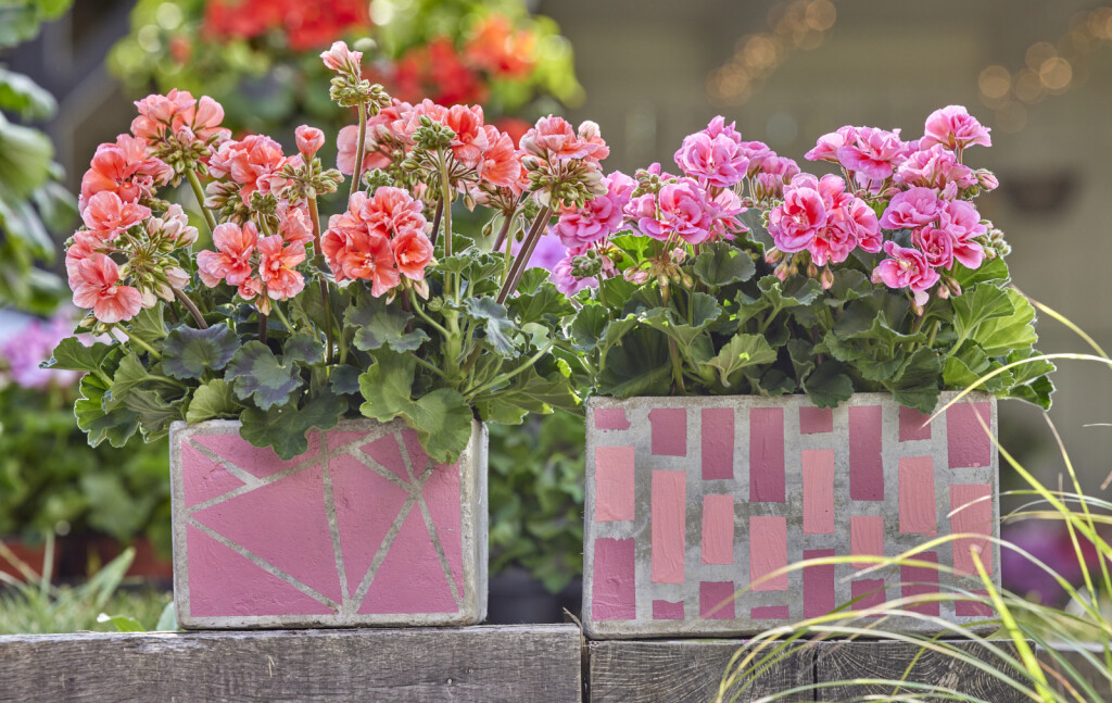 Pelargonije su godinama najpopularnije cvjetnice za gredice i balkone - 8