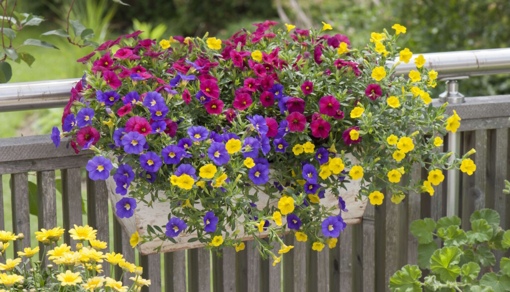 Cvijet milijun zvončića