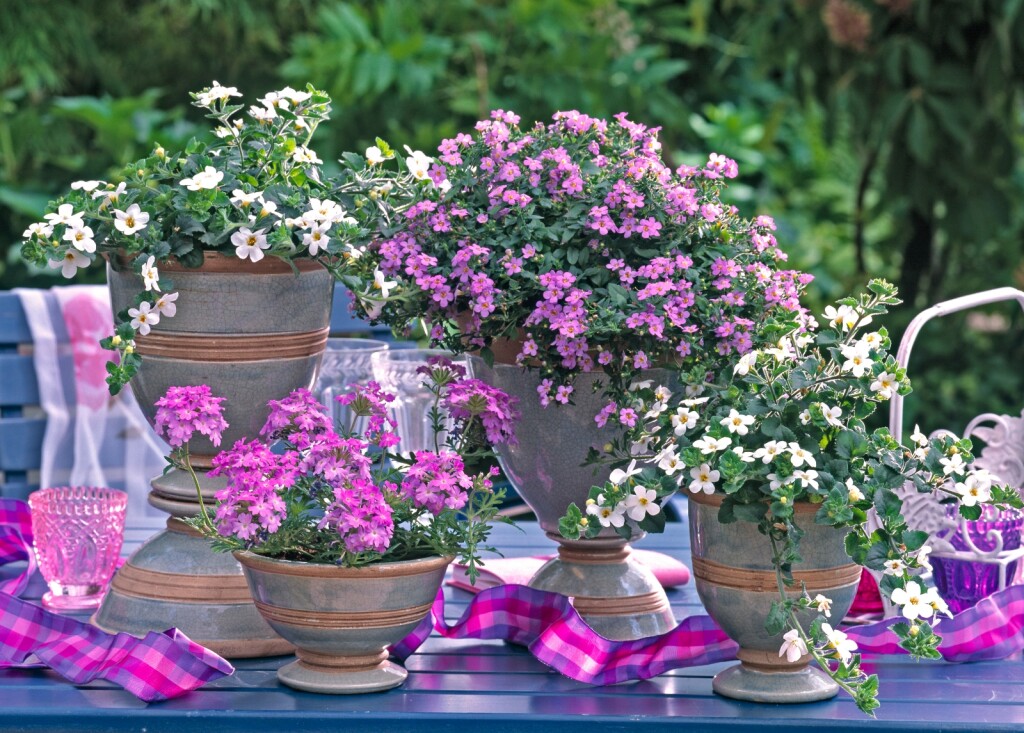 Bakopa će se divno uklopiti s ostalim cvijećem