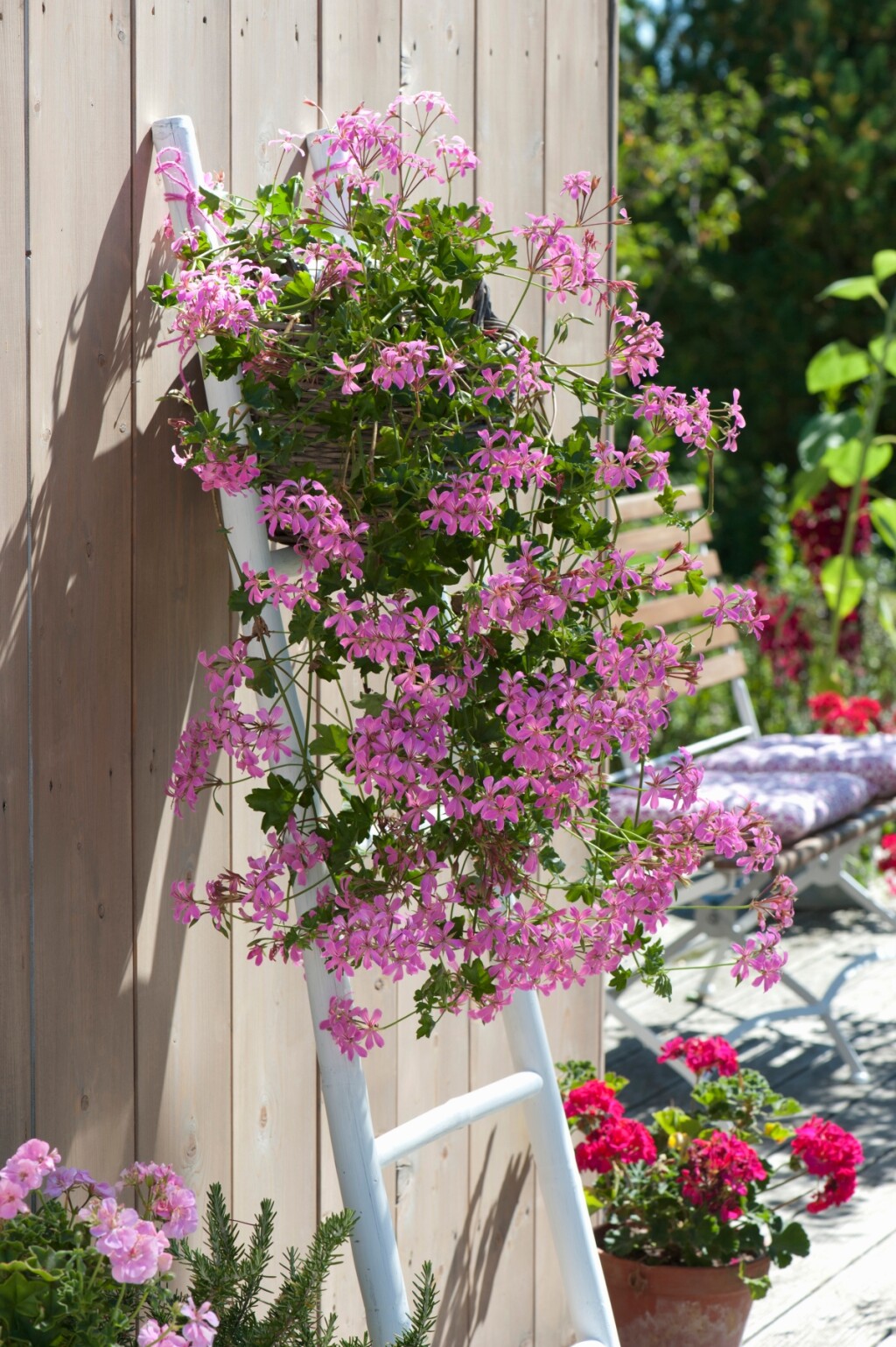 Viseća pelargonija