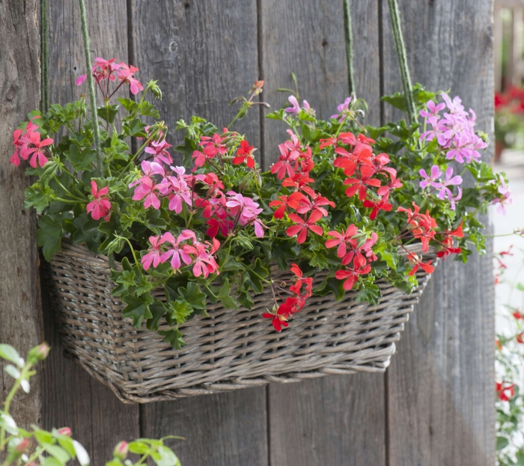 Viseća pelargonija