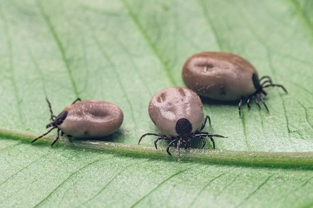 Krpelj, ilustracija - 3