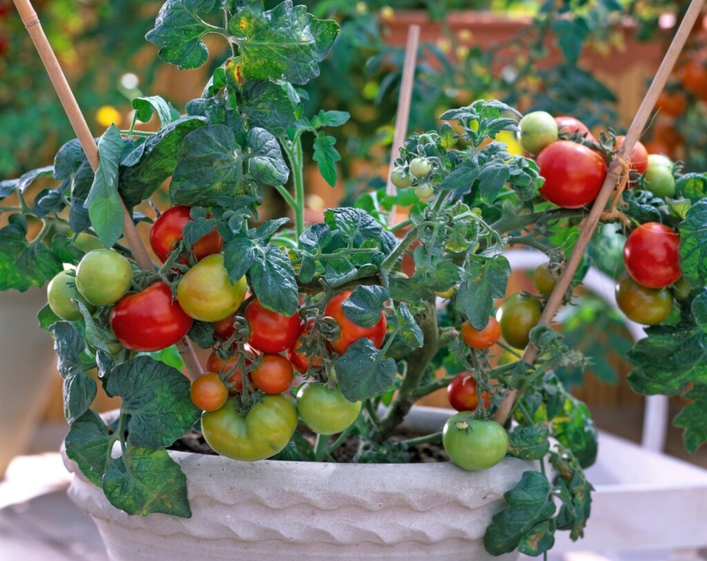 Rajčice mogu biti zvijezda vašeg balkona ili terase