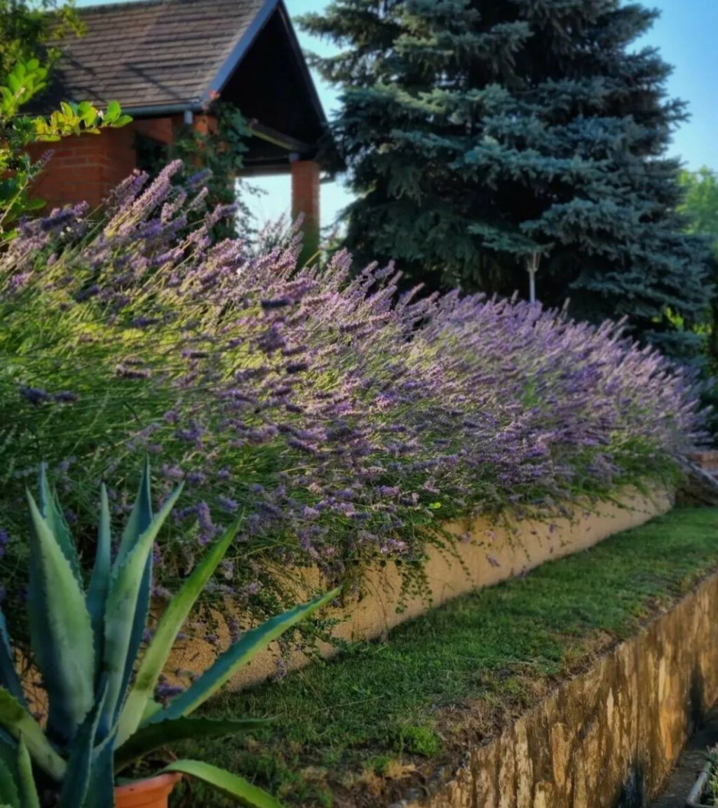 Dvorište Marine Matijašević jedno je od najljepših u Đakovu - 15