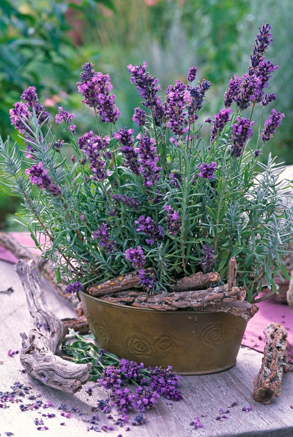 Lavanda