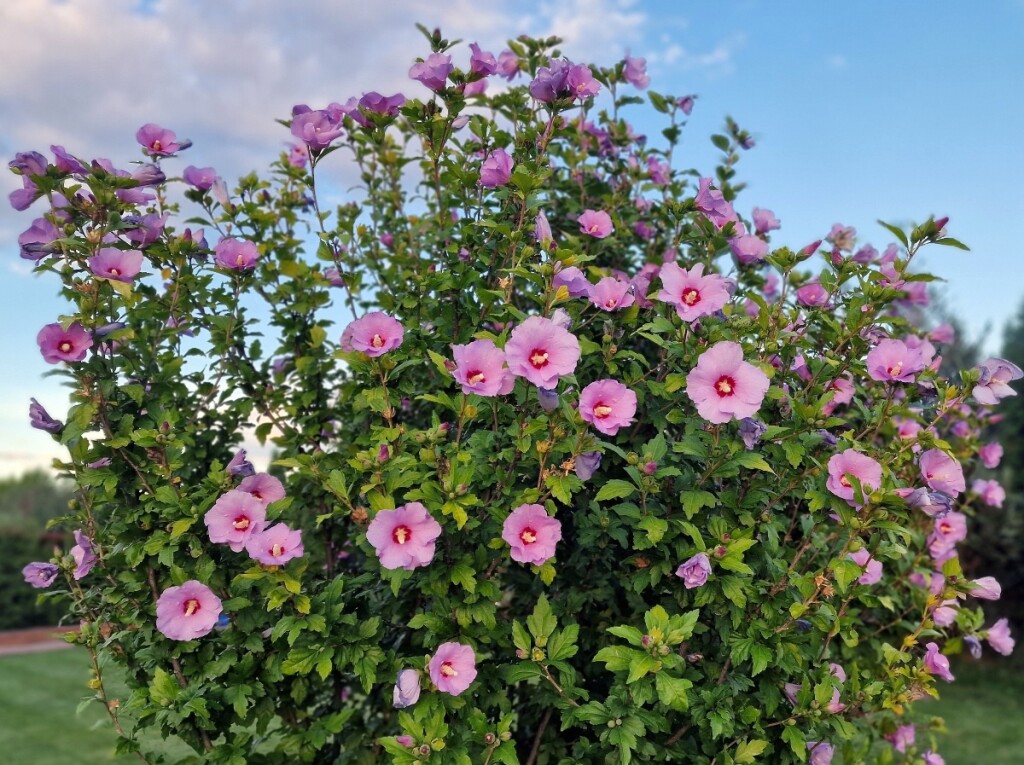 Vrtni hibiskus