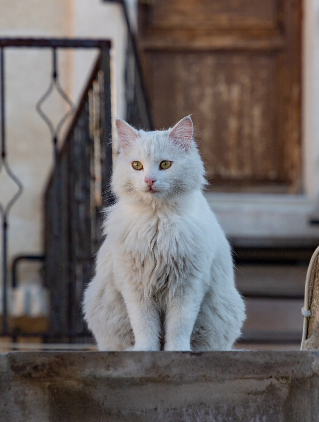 Turska angora mačka