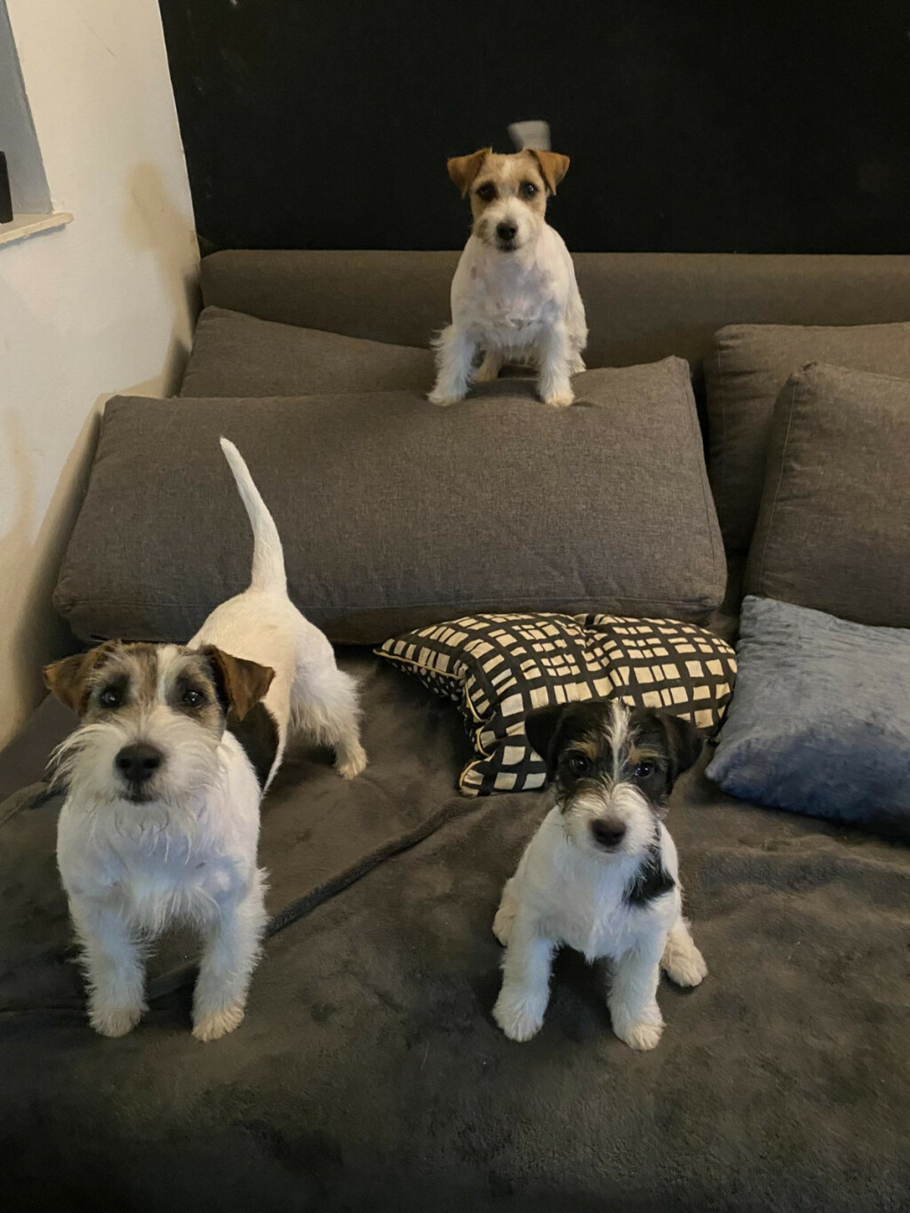 Mali veseli pas, vrlo razigran, ali i razuman – tako pasminu jack russell terijer opisuje Nenad Bižić iz Velike Gorice