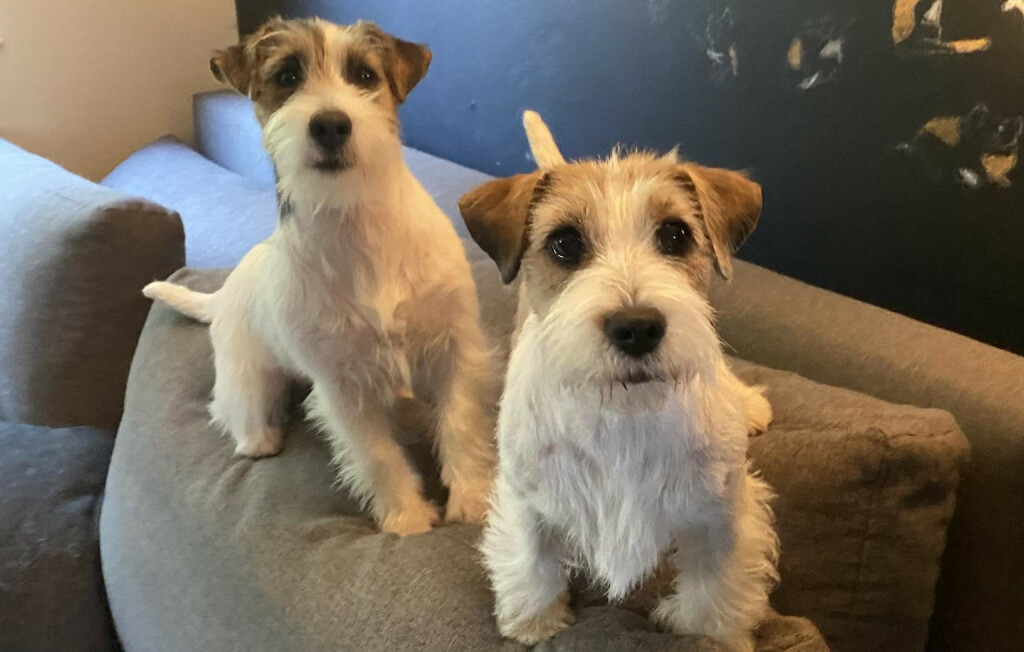 Nenad Bižić iz Velike Gorice stručnjak je za pasminu jack russell terijer - 12