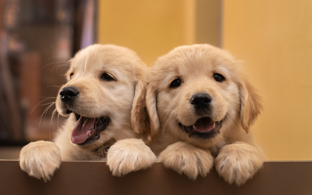 Zlatni retriver i labrador retriver vrlo su slične pasmine - 8