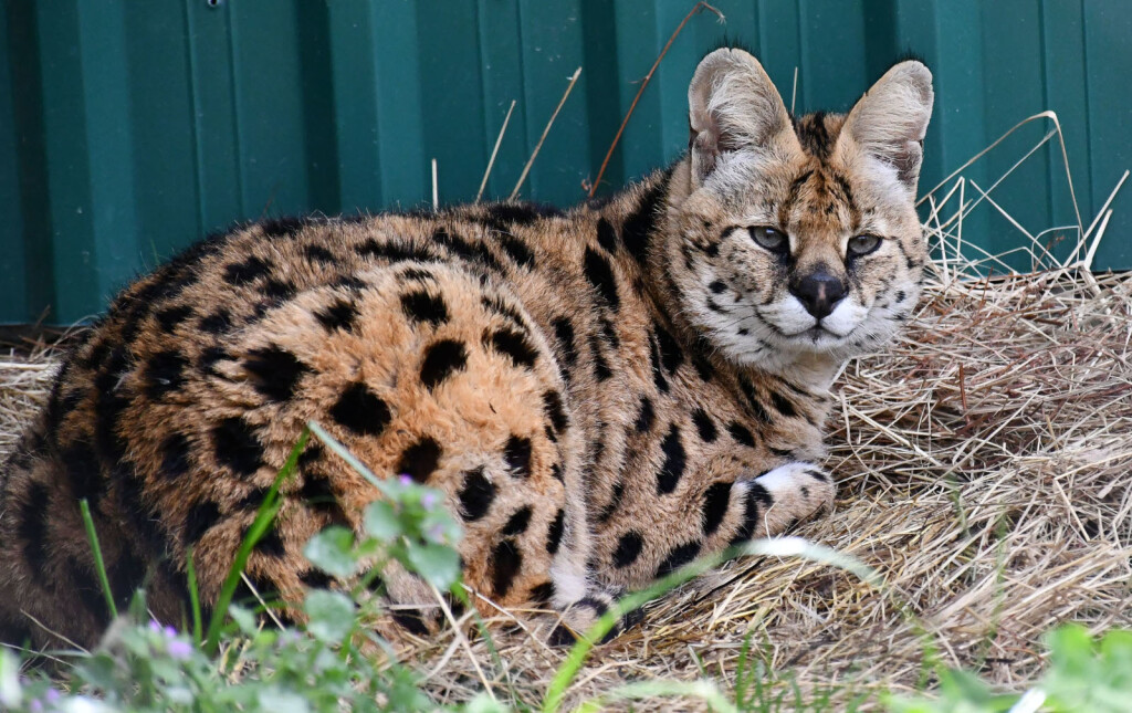 Afrička mačka serval i vuk i vučica novi su stanovnici azila za životinje u Ruščici - 1