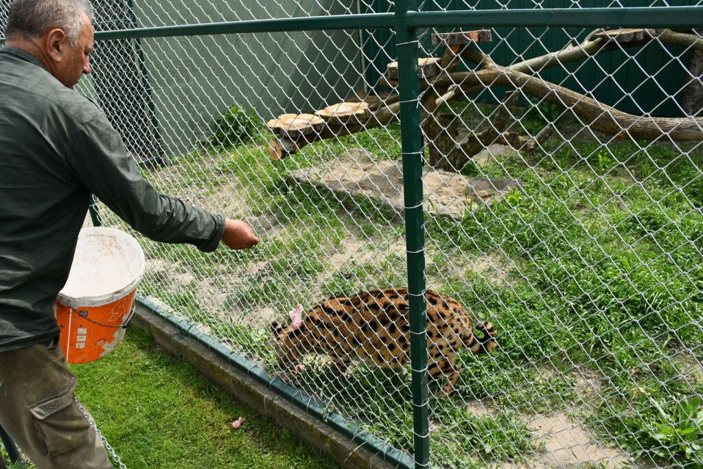 Servalka Miša uživa u svom novom domu