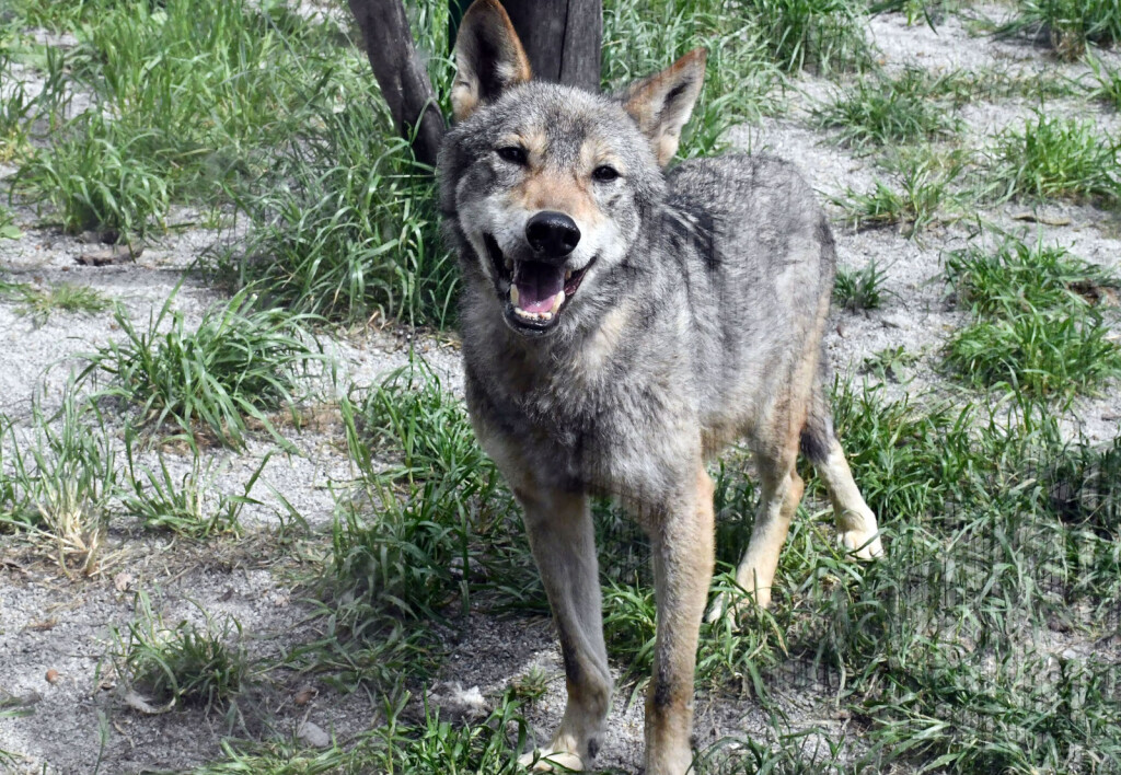 Afrička mačka serval i vuk i vučica novi su stanovnici azila za životinje u Ruščici - 9