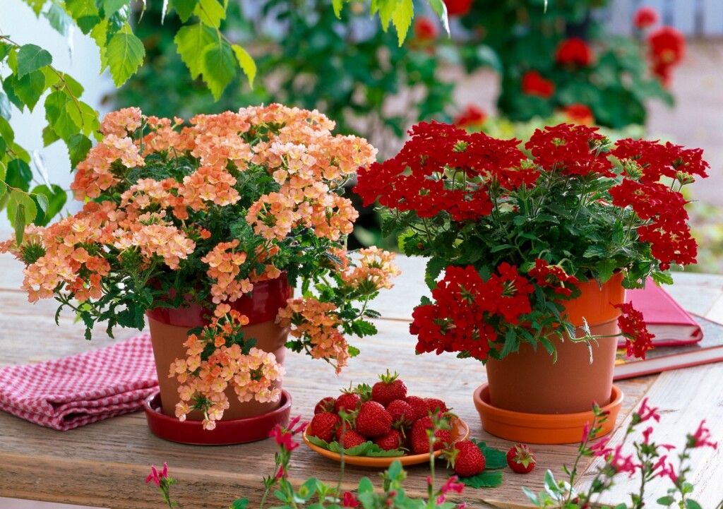 Verbena je prava nezahtjevna ljepotica