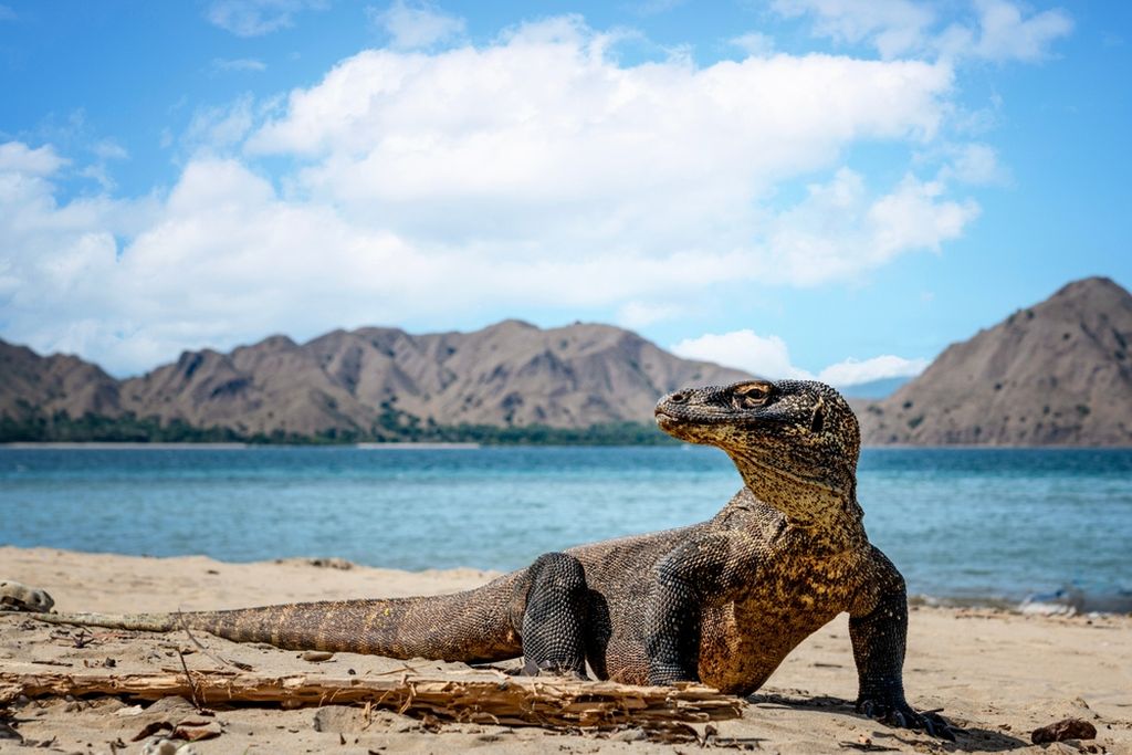 Komodo - 1