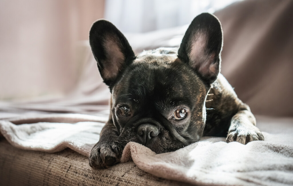 Slatki francuski buldog