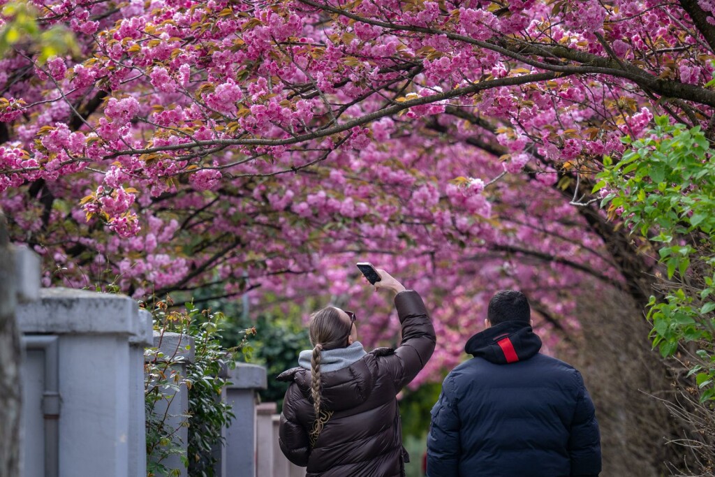 Cvat japanske trešnje u ulici Bogoslava Šuleka u Zagrebu - 6