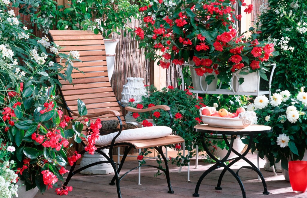 Begonija Zmajeva krila