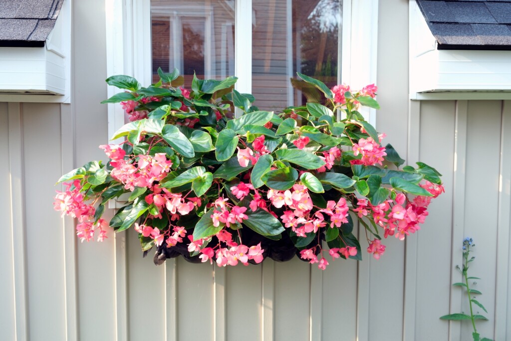 Begonija Zmajeva krila