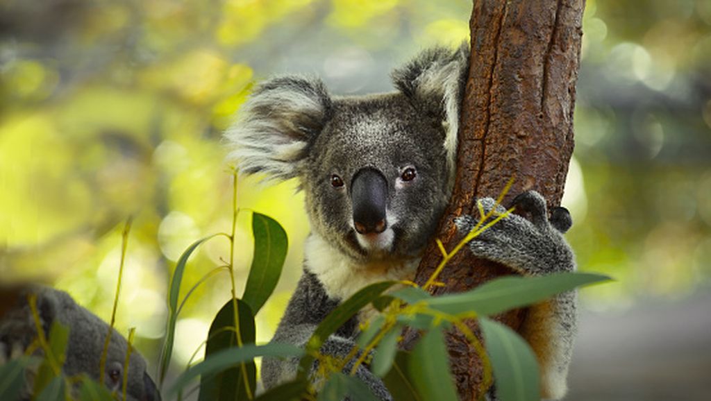 Snajperisti iz helikoptera ubijaju koale u Australiji
