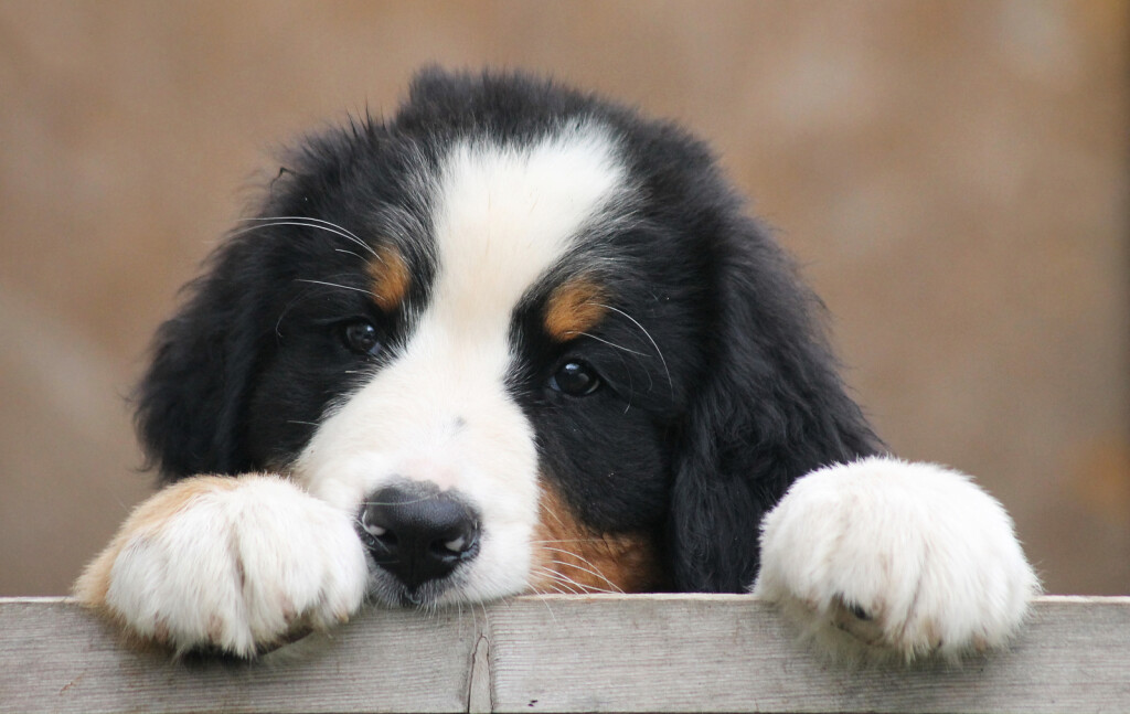 Bernski planinski pas