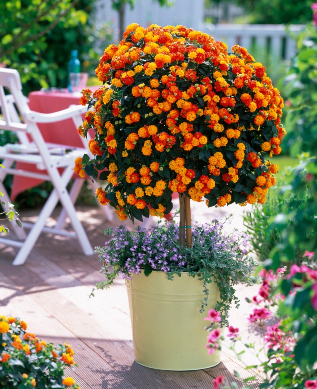 Lantana