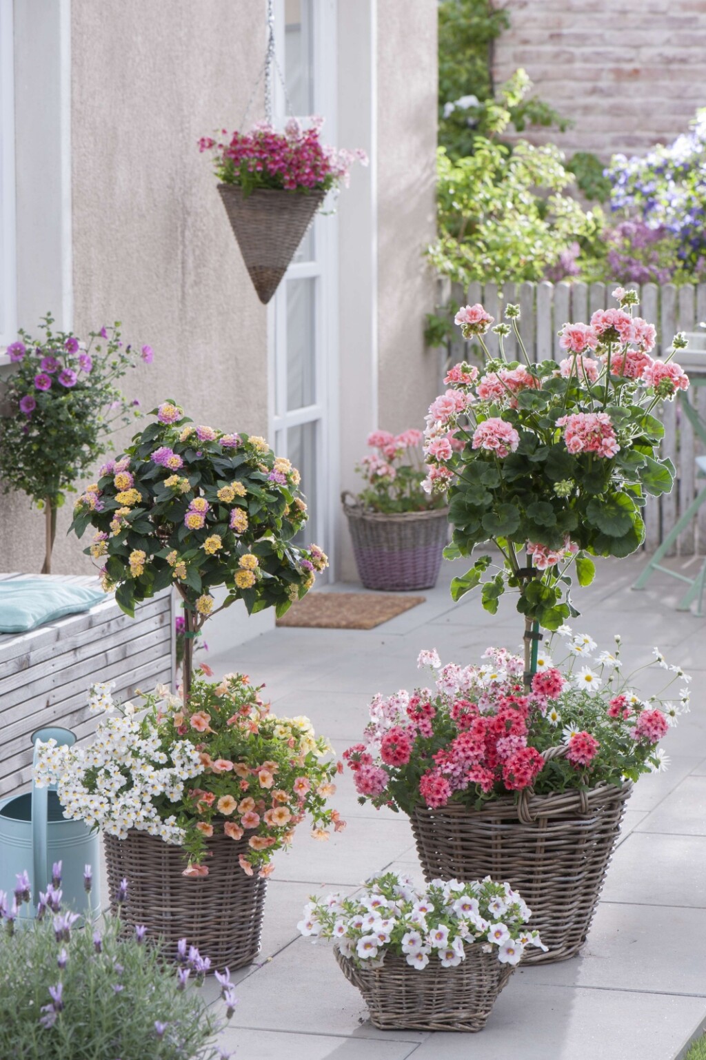 Lantana