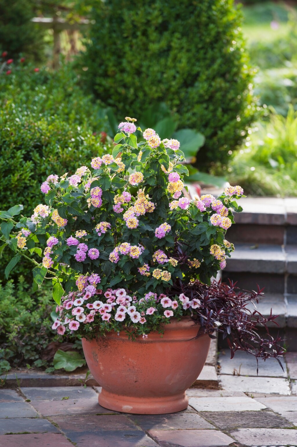 Lantana