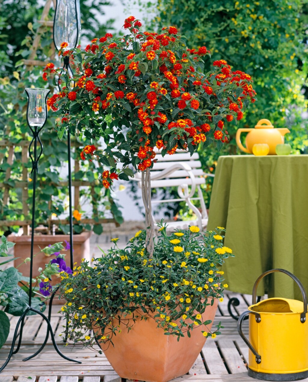 Lantana