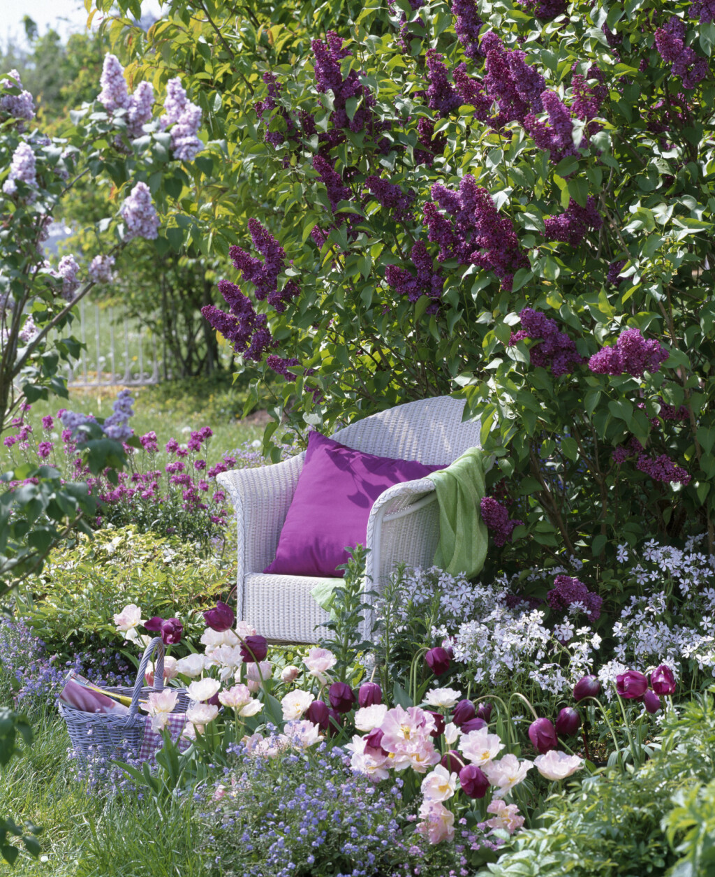 Dvorišta u kojima bi se ljubitelji jorgovana osjećali kao u sedmom nebu - 12